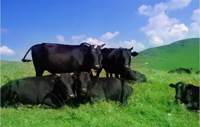 世界上有多少种牛(全球牛品种大全)