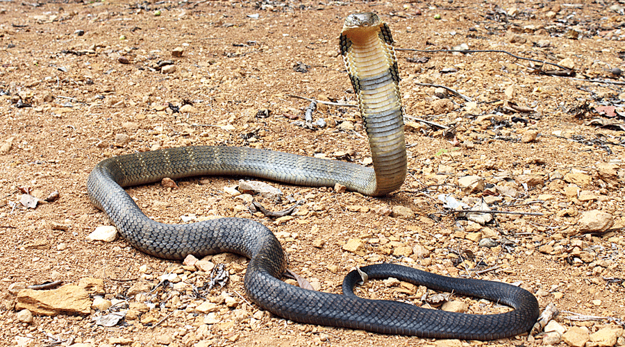 世界最重的毒蛇十大排名(世界上最大的10种蛇)
