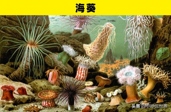 海底世界有哪些小动物(海洋世界里的5大奇幻动物)
