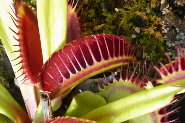 世界上最奇特的十种植物(世界最奇怪的十大植物)