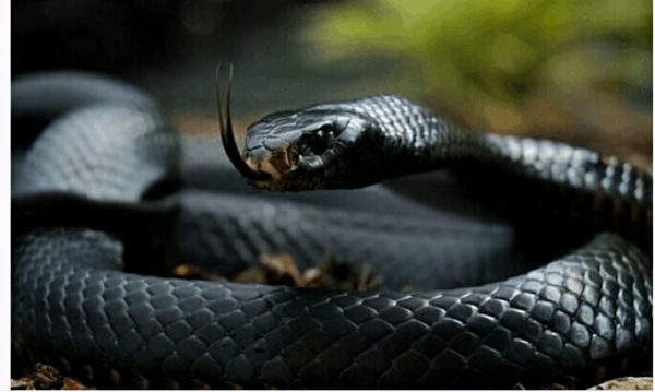 世界体型最大的毒蛇排名(世界上最大的十种蛇)