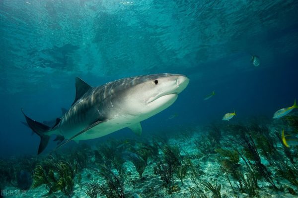 世界十大最危险的鲨鱼(十种最危险的鲨鱼排行榜)