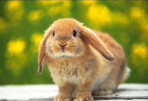 世界上有多少种兔子(兔子的种类原来有这么多)
