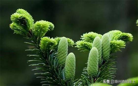 国家十大草本植物保护名录(中国十大保护植物有哪些)