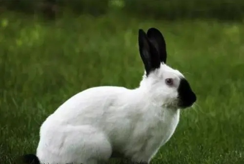 世界上有多少种兔子(兔子的种类原来有这么多)