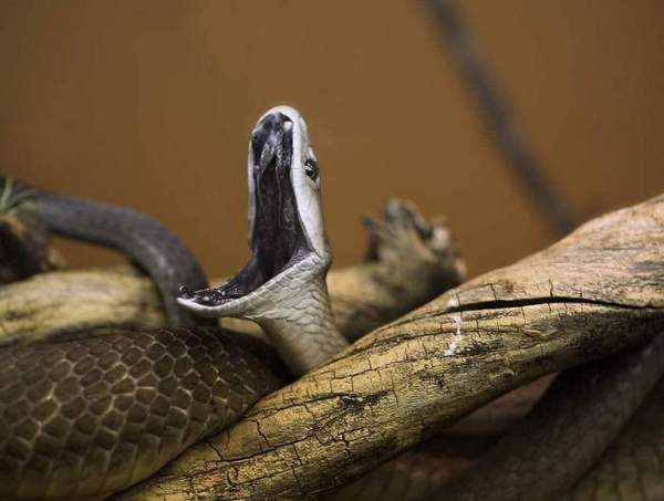 世界上有多少种毒蛇(地球上10大毒蛇)
