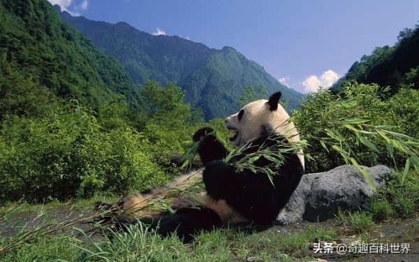 中国的自然保护区有哪些(中国10大自然保护区)