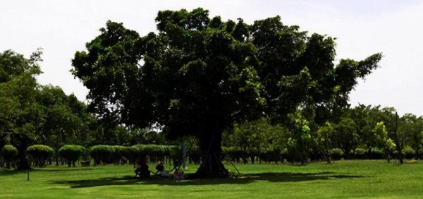 世界上最大的树冠(世界上树冠面积最大的树)