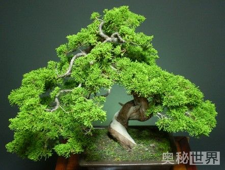 岁寒三友是指哪三个植物(岁寒三友是指什么)