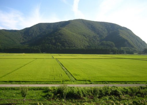 世界十大稻米生产国(盘点十大稻米国家)