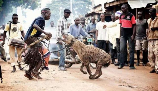 鬣狗为什么害怕非洲人(鬣狗怕非洲人的原因)