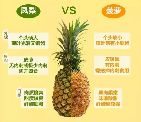 凤梨和菠萝的区别在哪里(菠萝和凤梨到底有啥不同)