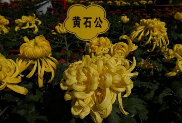 盘点我国十大名菊品种(中国传统10大名菊)
