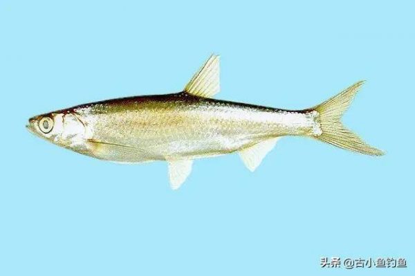 常见鱼类有哪些名字(钓鱼界最常见的十大鱼种)