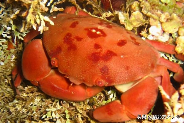 图片[3]-全球十大螃蟹品种(世界十大最毒的螃蟹)-时尚资讯-时尚资讯