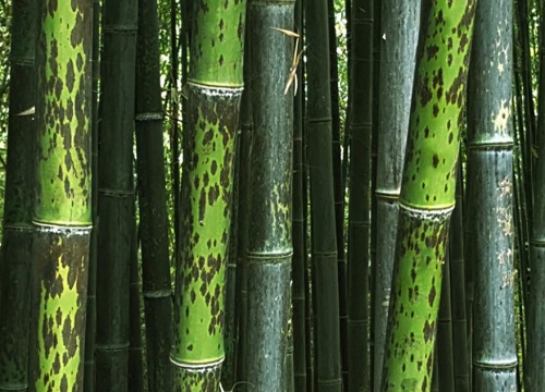 图片[2]-中国十大名竹品种(十大名贵竹子品种有哪些)-时尚资讯-时尚资讯