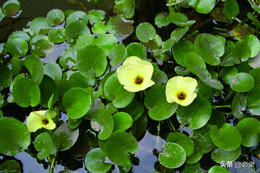 十种常见的水生植物(常见的水生植物有哪些)