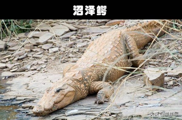 十大最危险的爬行动物(亚洲找到的10大危险动物)