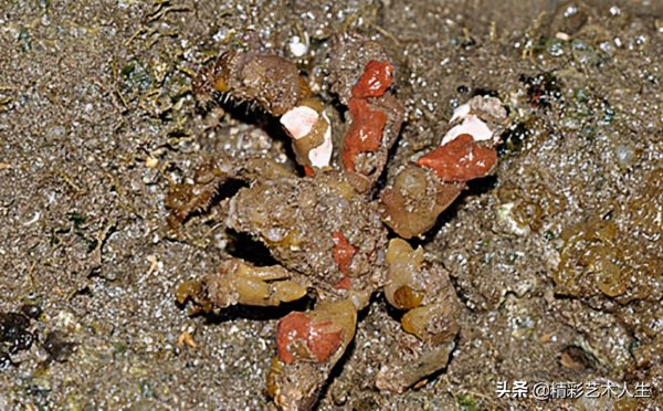 图片[10]-全球十大螃蟹品种(世界十大最毒的螃蟹)-时尚资讯-时尚资讯