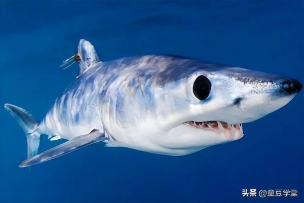 中国十大鲨鱼排行榜(地球上10大最厉害的鲨鱼)