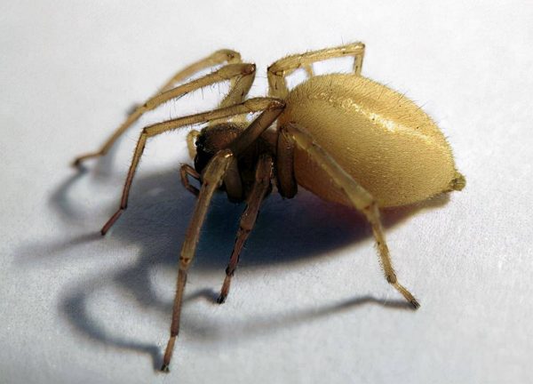 世界十大蜘蛛毒王排名(盘点10种毒性最强的蜘蛛)
