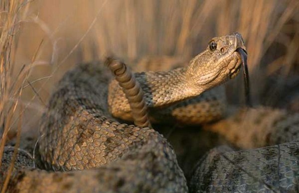 世界上有多少种毒蛇(地球上10大毒蛇)