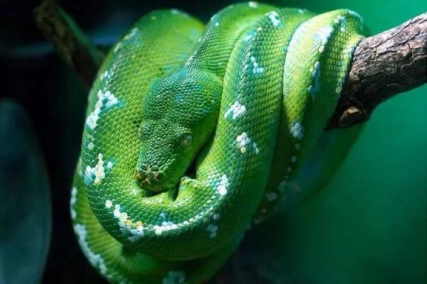 世界上都有什么蛇名字(世界上最漂亮的14种蛇)
