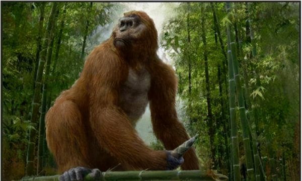 世界上最大的猩猩(世界上最大的猿)-时尚资讯