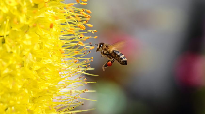 世界上有多少种蜜蜂(世界上蜜蜂的种类)
