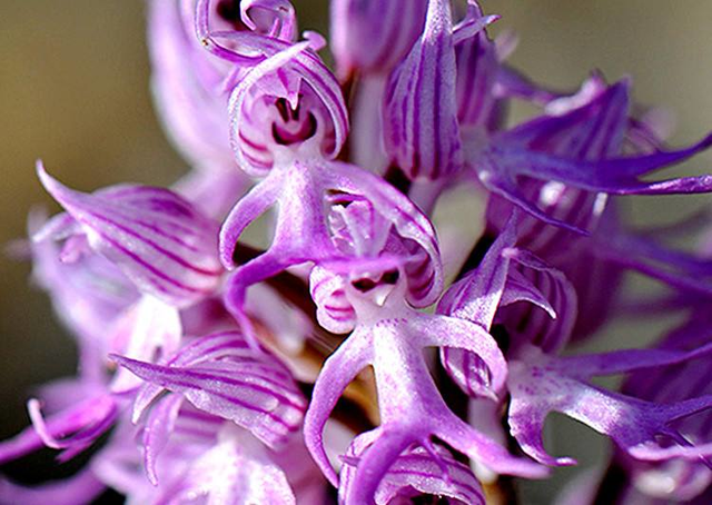 世界上最稀有的花名(世界上最稀有的5种花)