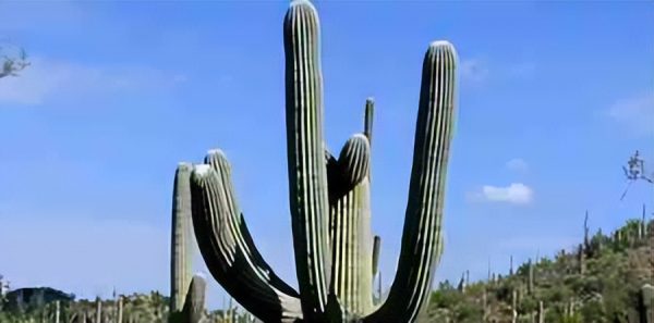 沙漠中最顽强的十种植物(沙漠中哪些植物最顽强)