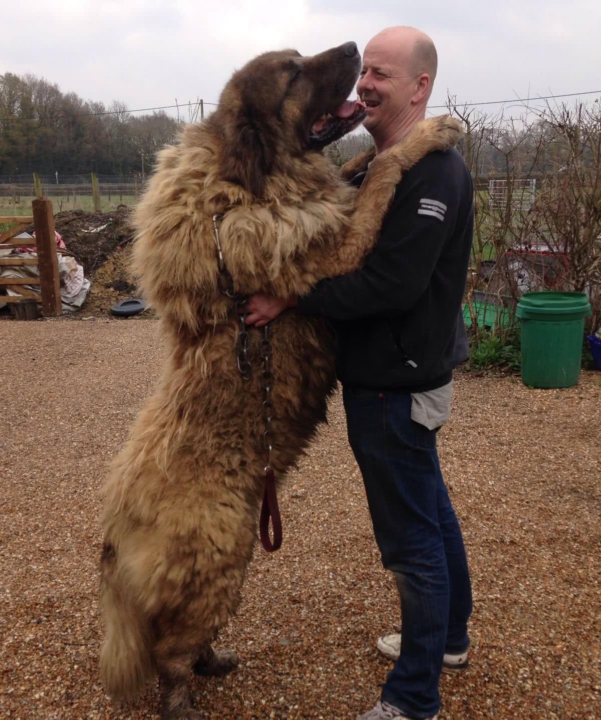 俄罗斯巨型犬品种(俄罗斯战斗民族养的狗狗)
