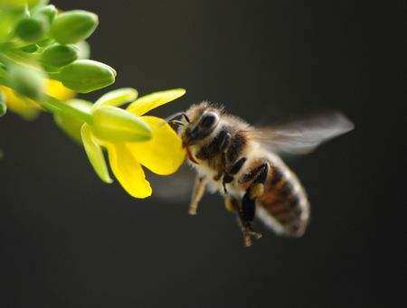 世界上有多少种蜜蜂(世界上蜜蜂的种类)