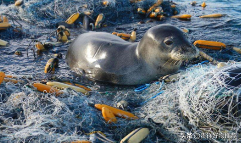 海洋垃圾对海洋生物的危害(海洋上的垃圾害死了多少生物)