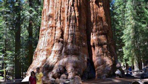 世界上最大的树冠(世界上树冠面积最大的树)
