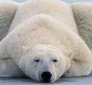世界冬眠十大最长的动物(世界上冬眠时间最长的动物叫什么)
