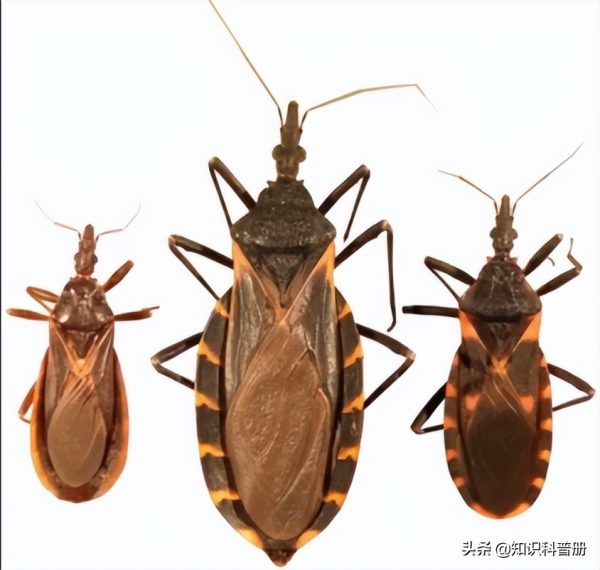 五大最恐怖的昆虫(世界上最恐怖的5种昆虫)