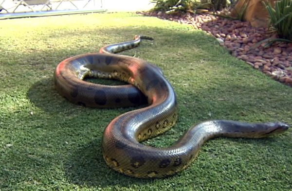 世界最重的毒蛇十大排名(世界上最大的10种蛇)