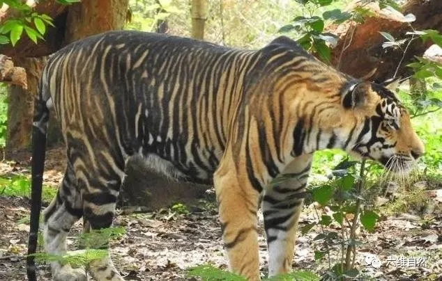 世界上最罕见的黑老虎(颜色最为罕见的老虎)