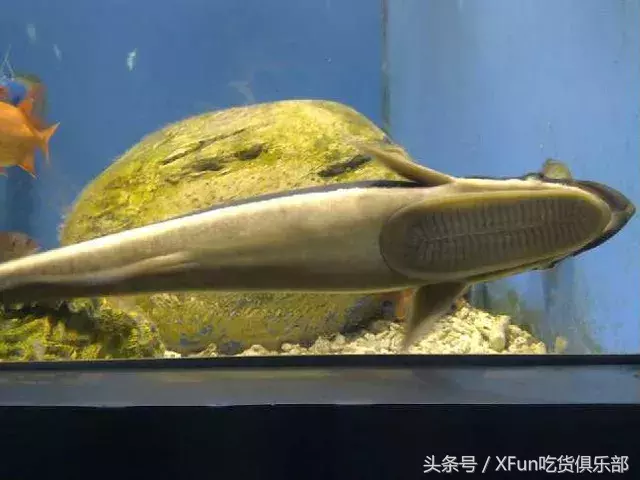 世界上最懒的鱼叫什么(世界上最懒的鱼什么名字)