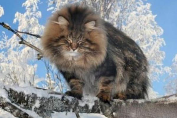 世界十大最漂亮的猫咪(地球上10大最美的猫咪)