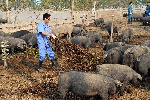 中国十大黑猪品种排名(中国最好黑猪品种排名)