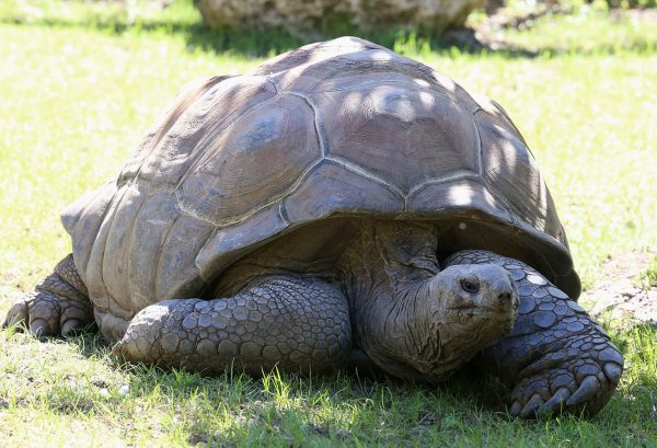 世界上最长寿的乌龟是多少岁(乌龟寿命最长多少年)