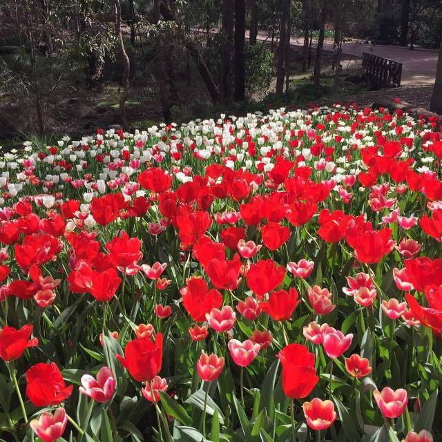 郁金香国花的国家有哪些(郁金香国花是那个国家)