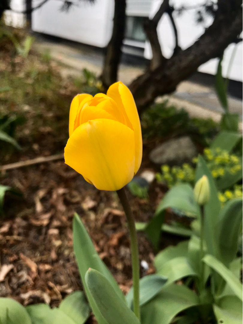 郁金香国花的国家有哪些(郁金香国花是那个国家)