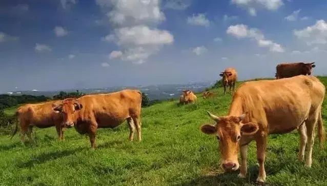 世界上有多少种牛(全球牛品种大全)