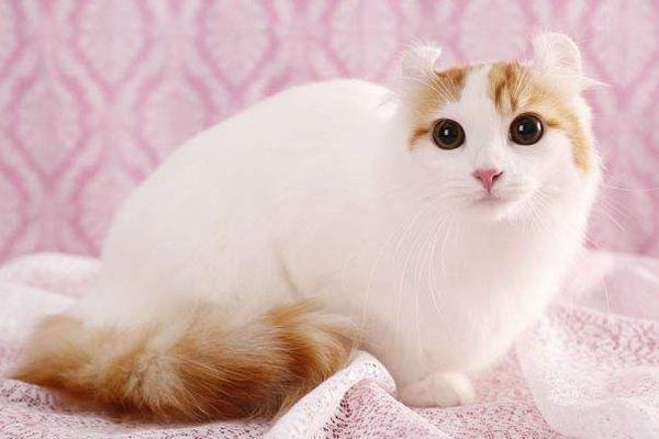 世界十大最漂亮的猫咪(地球上10大最美的猫咪)