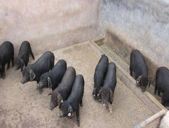 中国十大黑猪品种排名(中国最好黑猪品种排名)