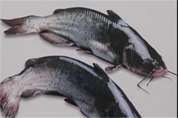 中国10大名贵食用鱼(中国最昂贵的十大名鱼)