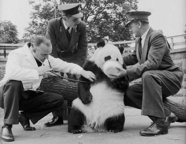 大熊猫名字的来历(大熊猫的命名来源是怎样的)
